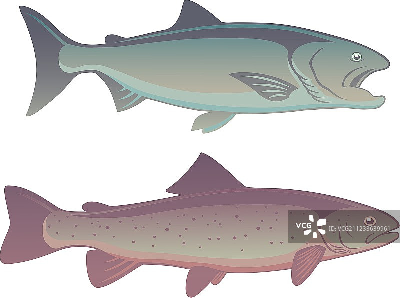 鱼类三文鱼图片素材