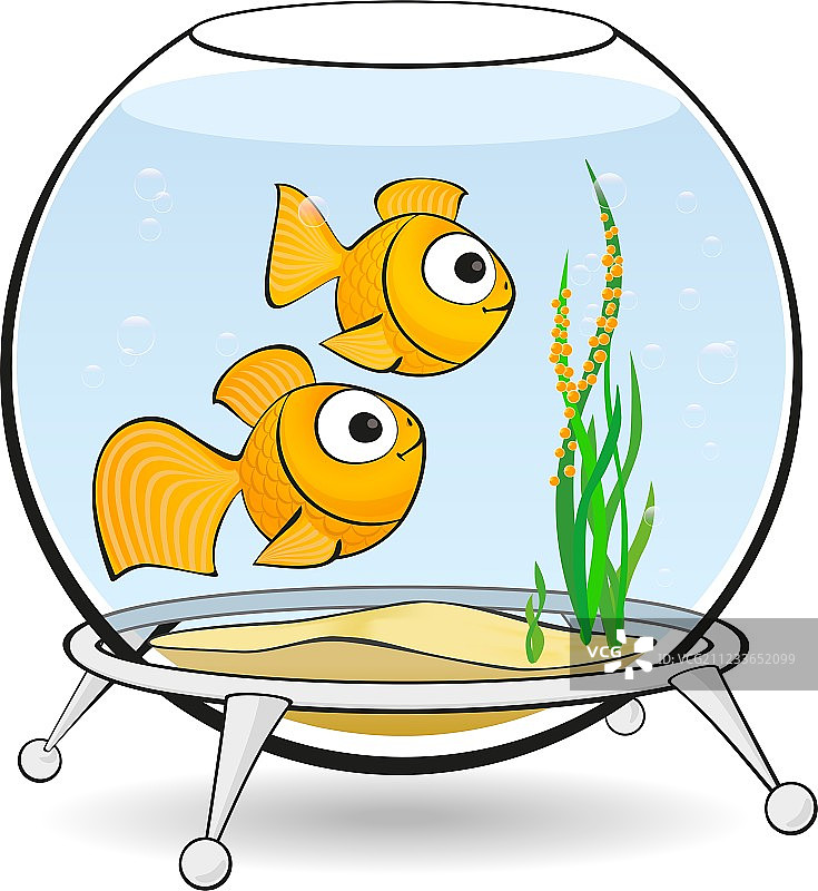 水族箱里有鱼子酱的金鱼图片素材