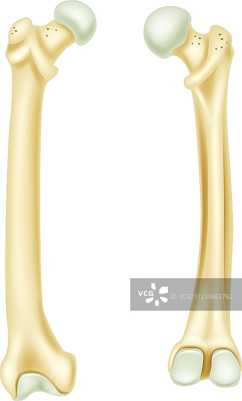 人类骨骼解剖卡通图片素材