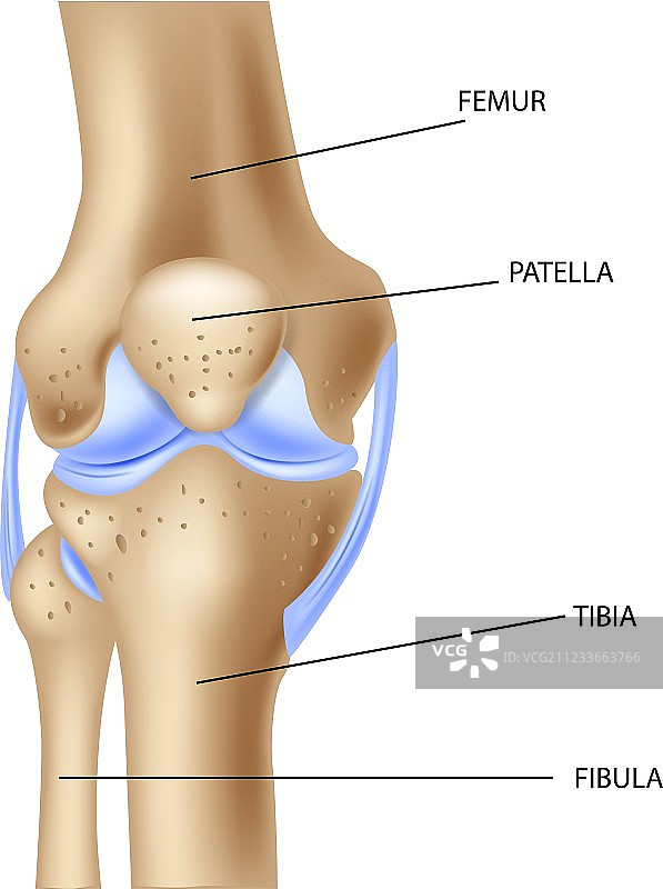 人体膝关节解剖卡通图图片素材