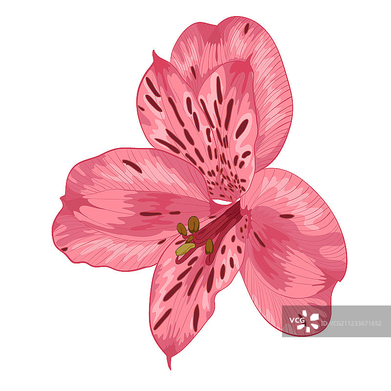 水彩效果的亮粉色六出花图片素材