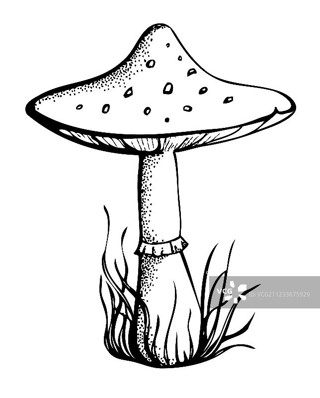 黑白蘑菇图片素材