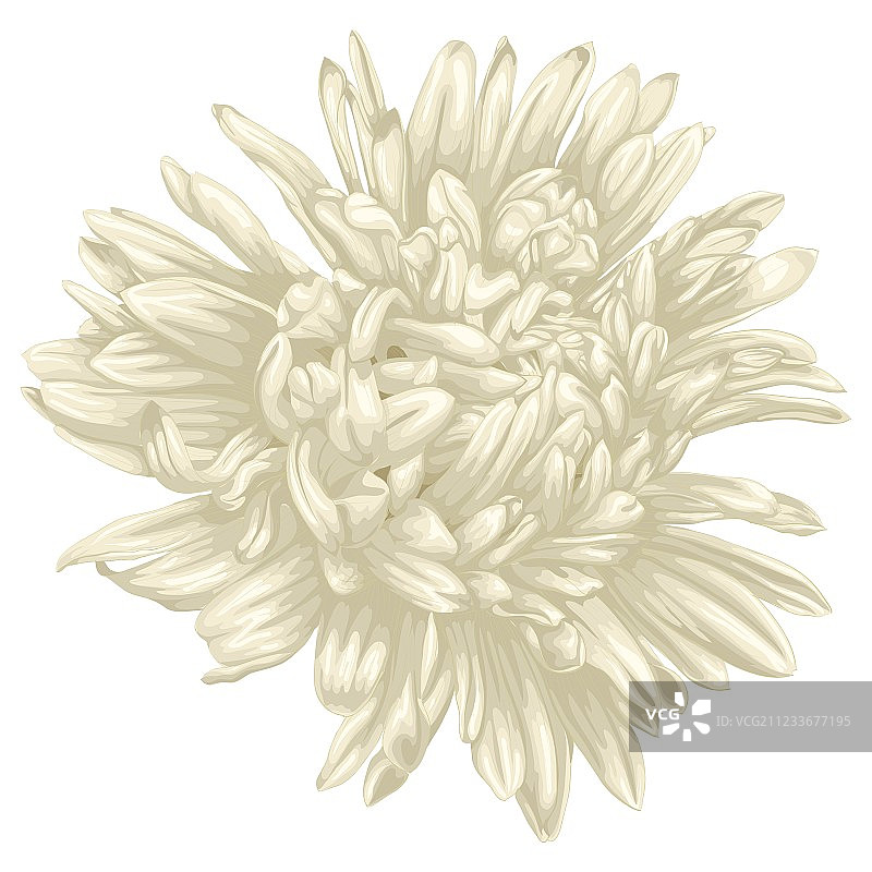 白色背景上的米色紫苑花图片素材