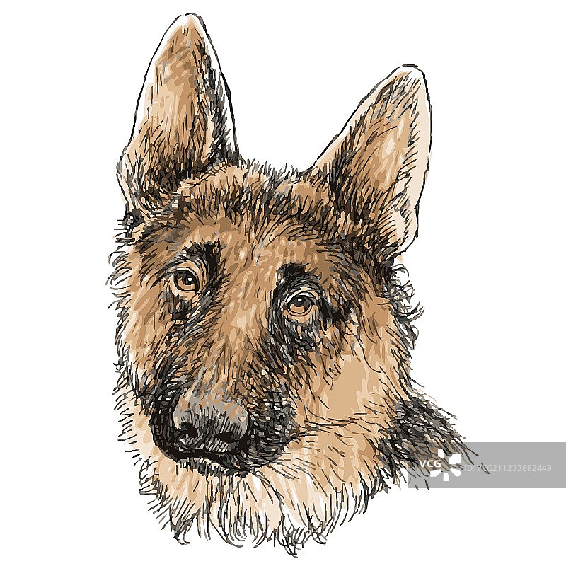 德国牧羊犬02图片素材