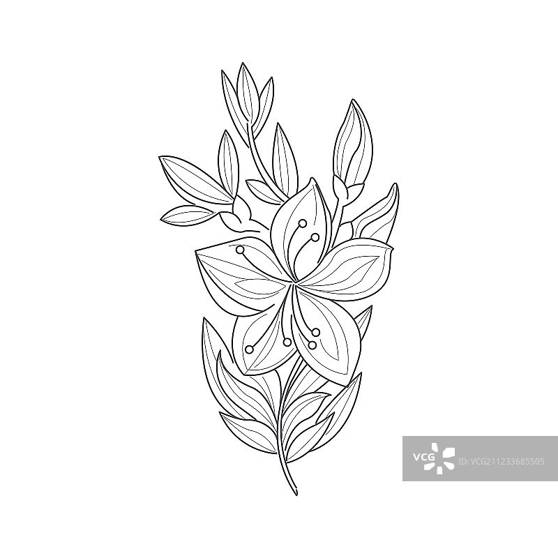 茉莉花单色绘画填色图片素材