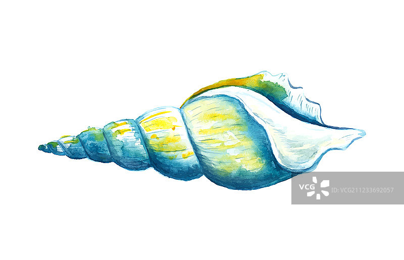 水彩贝壳图片素材
