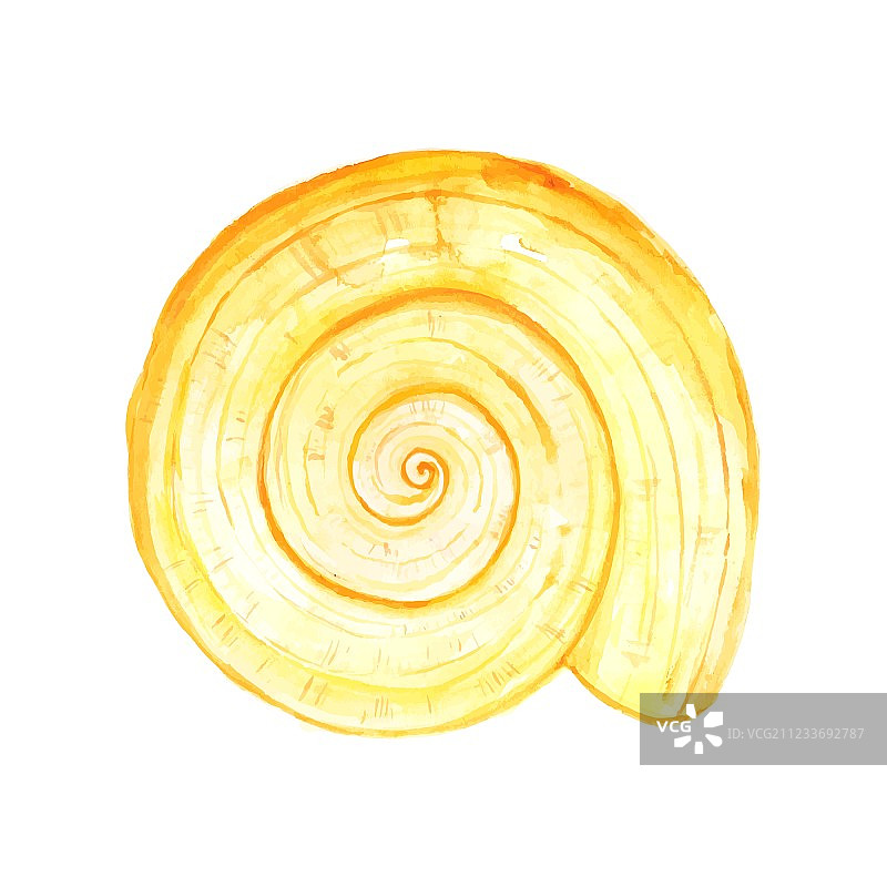 水彩贝壳图片素材