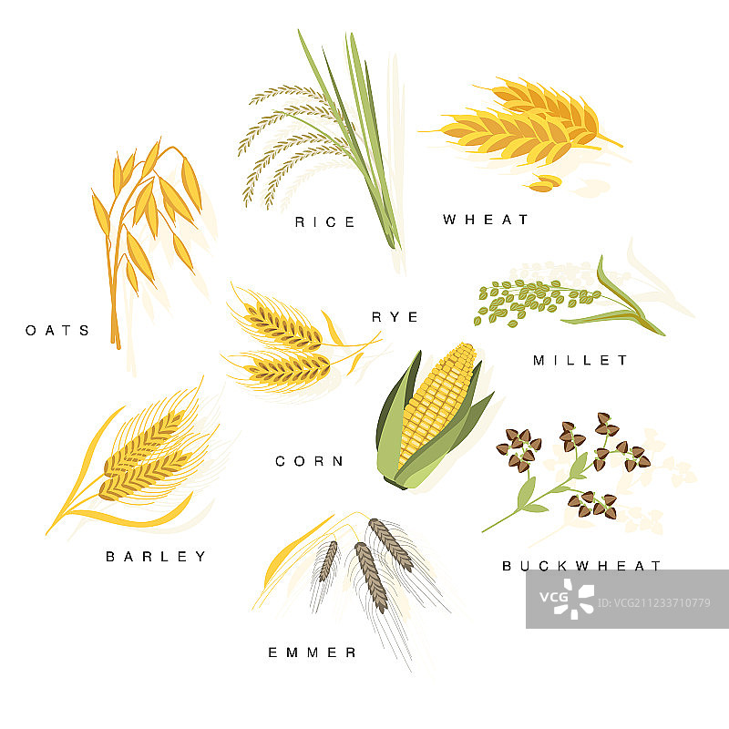 带名称的谷类植物图片素材