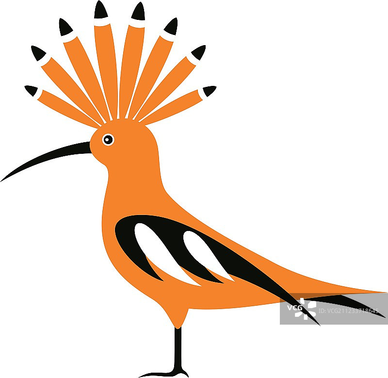 戴胜鸟图片素材