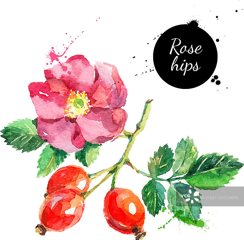手绘水彩玫瑰果图片素材