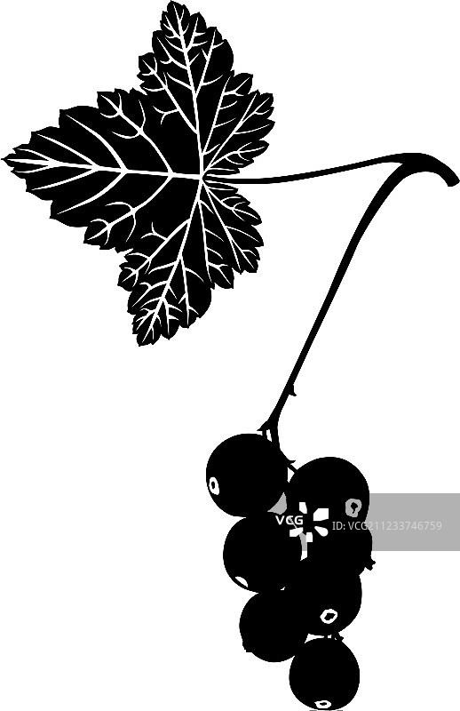 醋栗轮廓图片素材