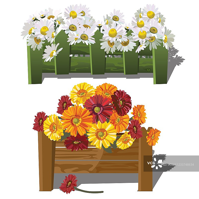栅栏后的洋甘菊和非洲菊图片素材