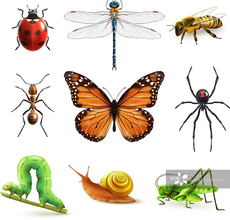 逼真的昆虫模型图片素材