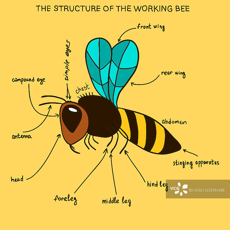工蜂涂鸦结构图片素材