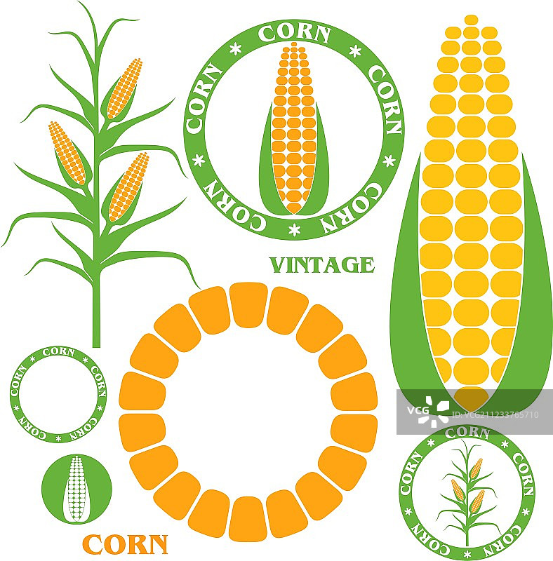 玉米合集图片素材