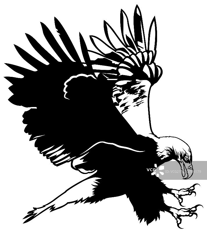 飞行的秃鹰图片素材