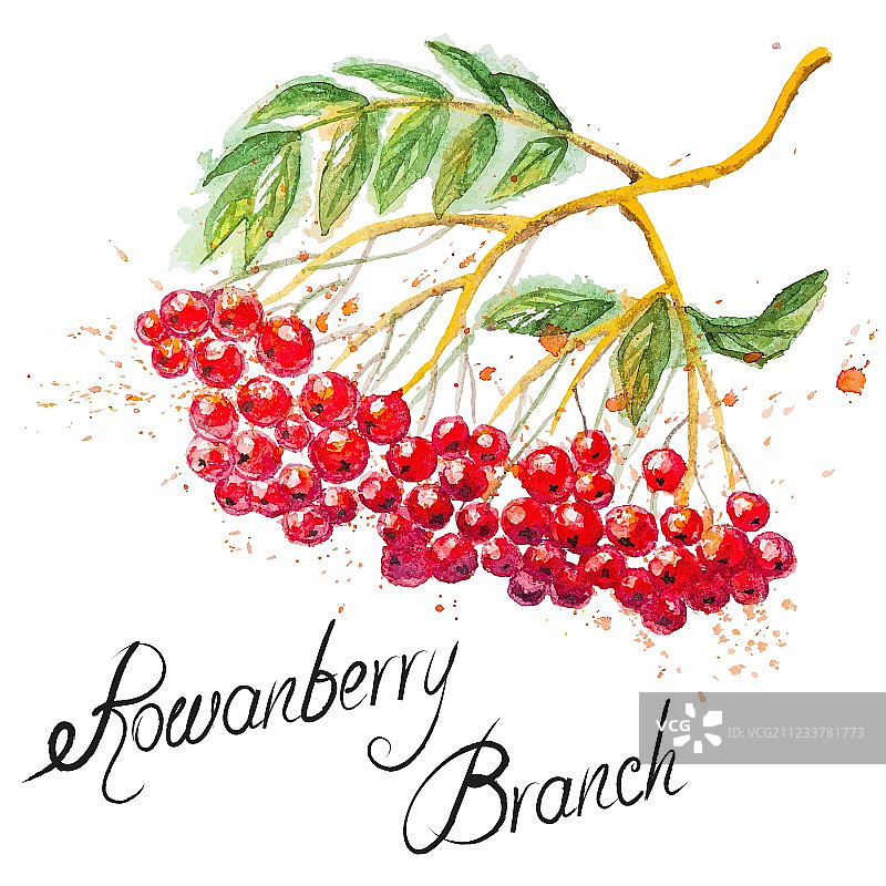 花楸树枝图片素材