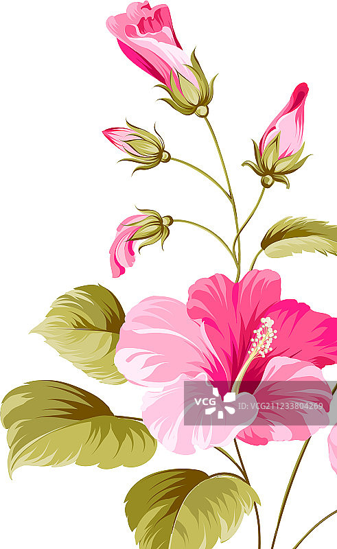 芙蓉花图片素材