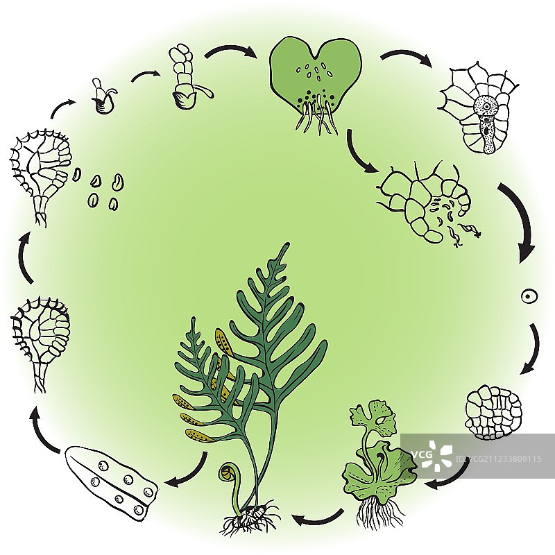 蕨类的生命周期图片素材