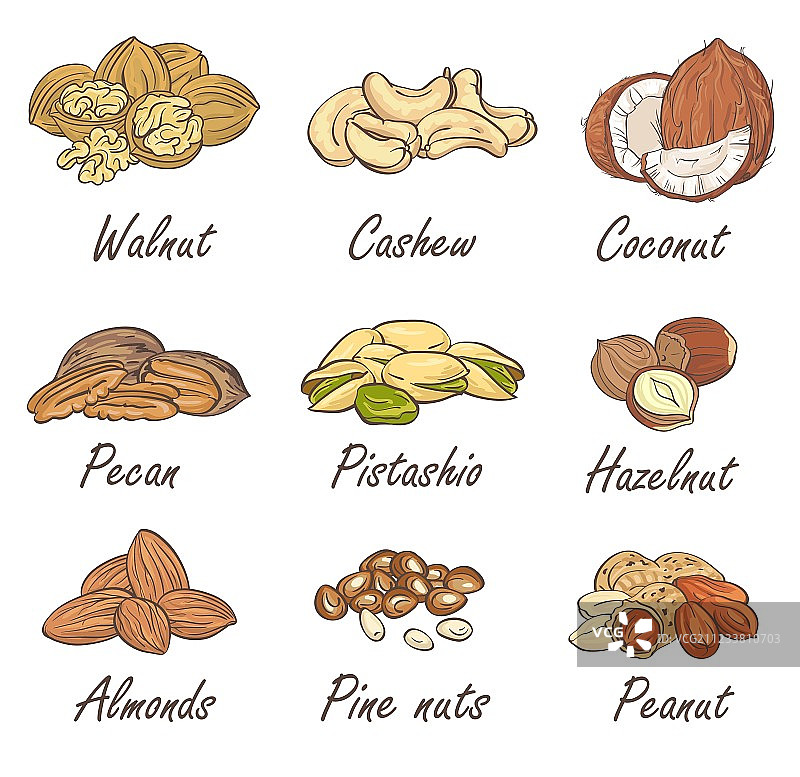 白色背景手绘坚果合集图片素材