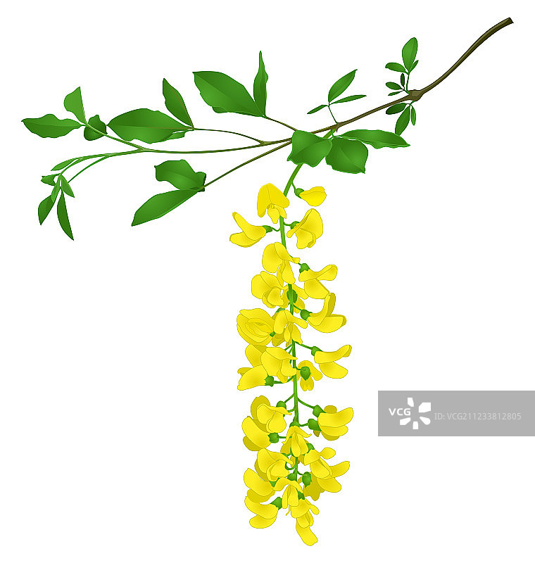 白色背景上的黄花槐绿枝图片素材