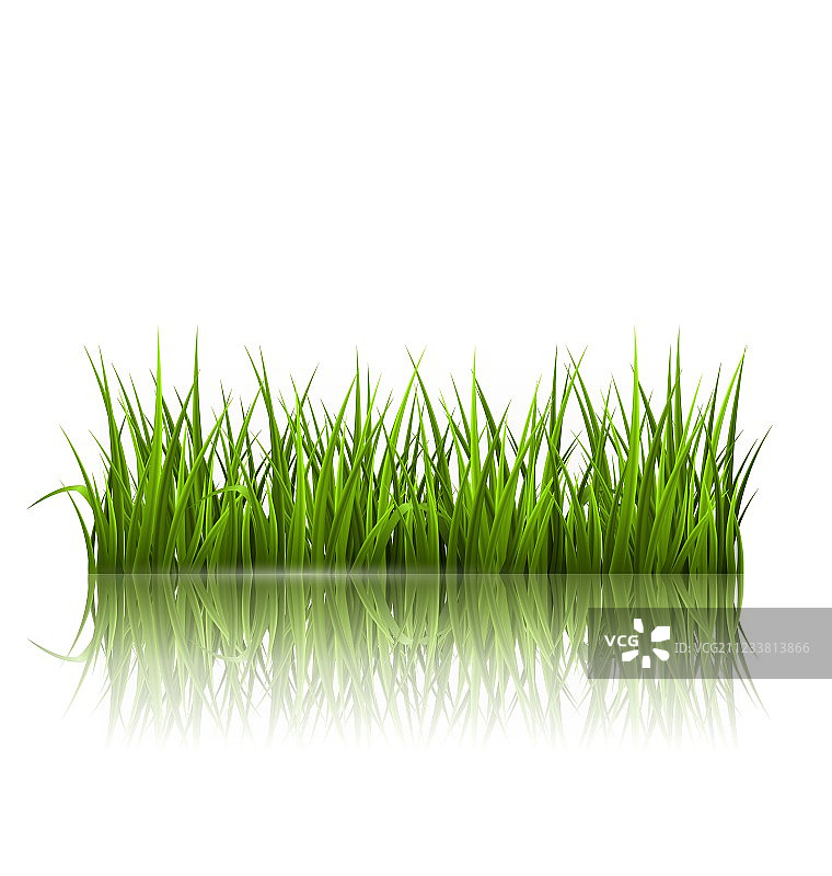 白色花卉上反射的绿色草坪图片素材