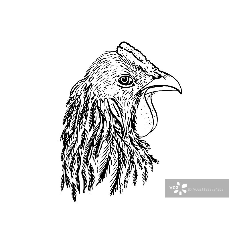 水墨画鸡头图片素材