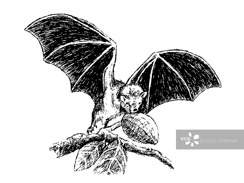 果蝠图片素材