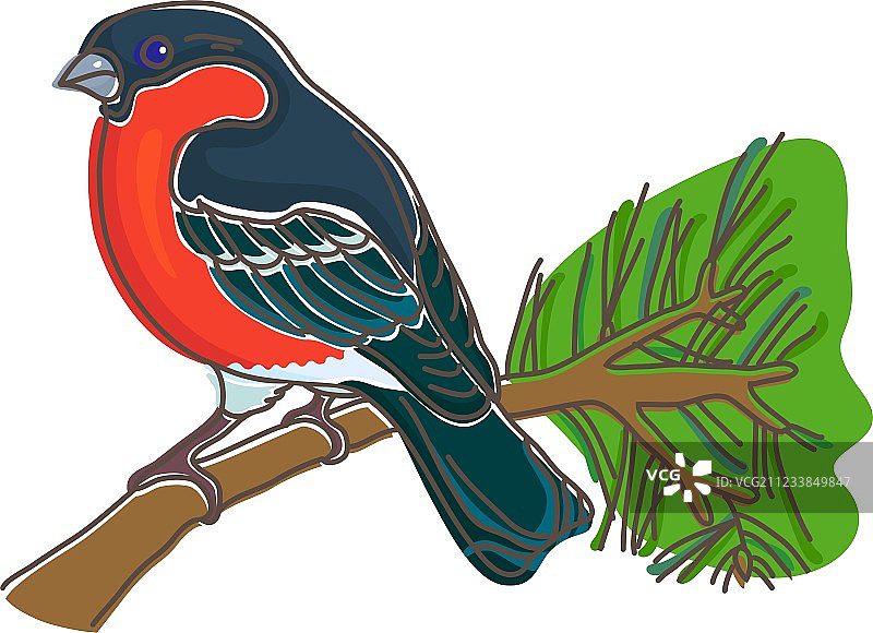 红腹灰雀图片素材