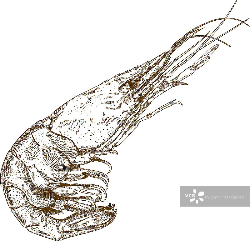 蚀刻虾图片素材