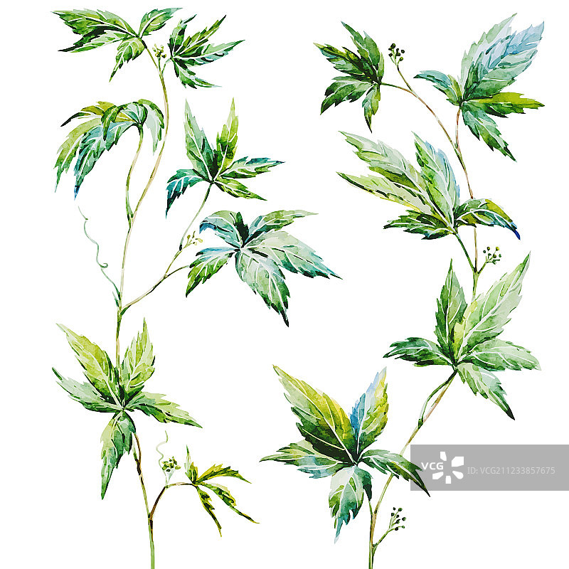 水彩爬山虎图片素材