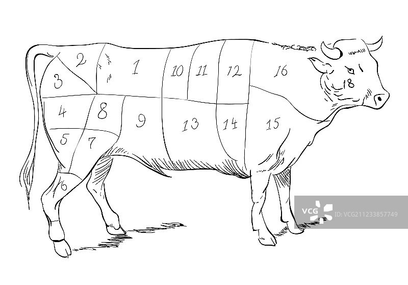 牛肉各部位图片素材