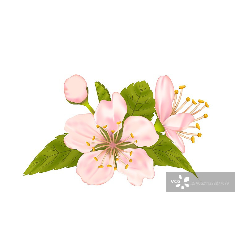 白色背景下带叶子的樱花图片素材