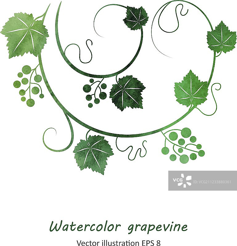 水彩风格绿色葡萄藤图片素材