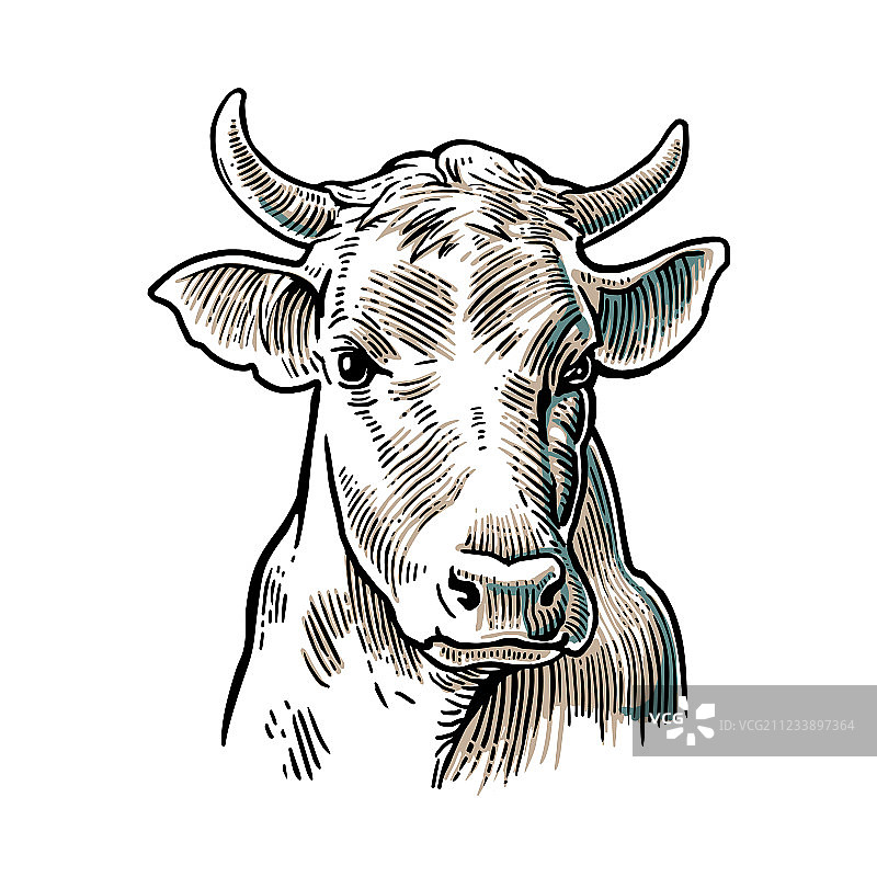 奶牛头部手绘复古风格图片素材