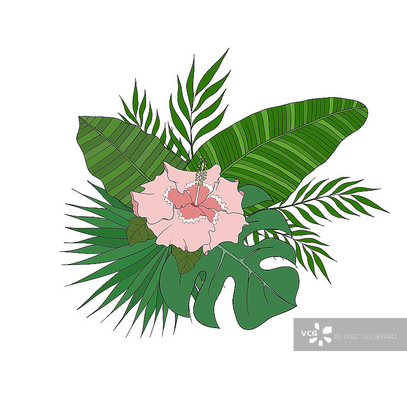 不同种类棕榈树叶图案集图片素材