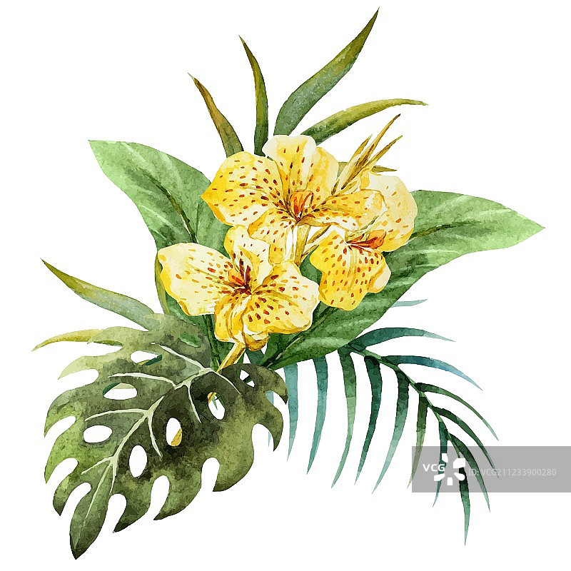 美人蕉花图片素材