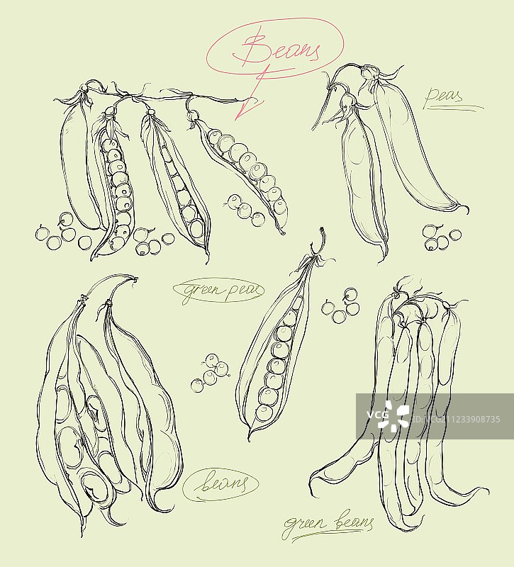 绿色豌豆图案合集图片素材