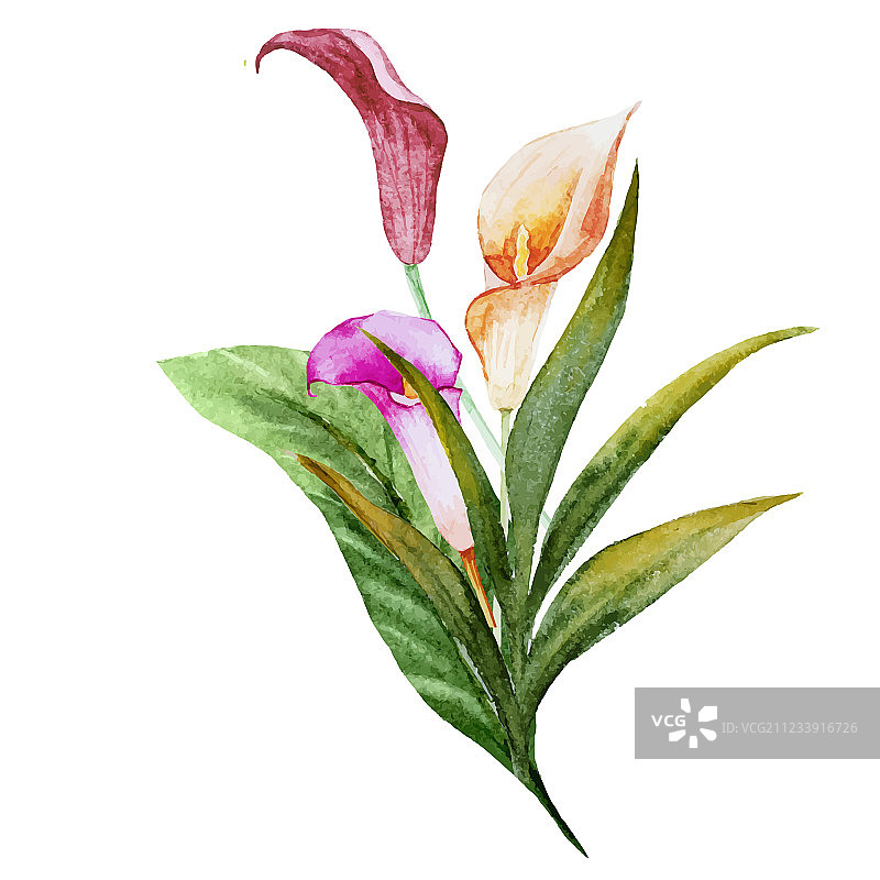 热带水彩花卉图片素材