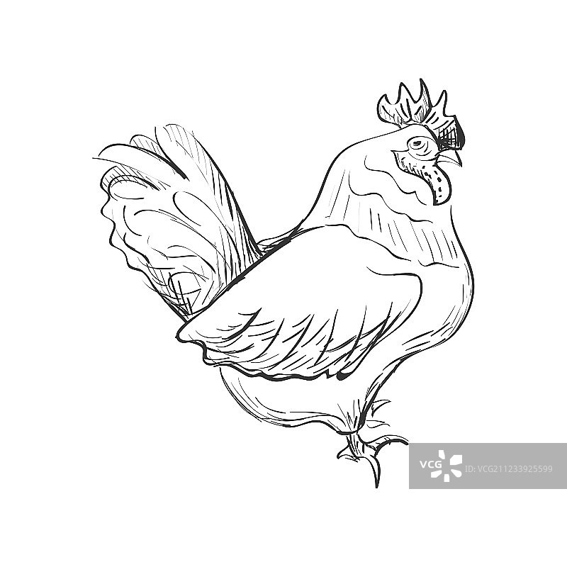 涂鸦矮脚鸡图片素材