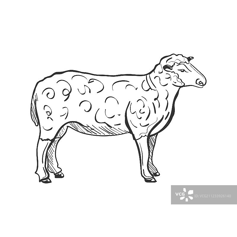 涂鸦绵羊图片素材