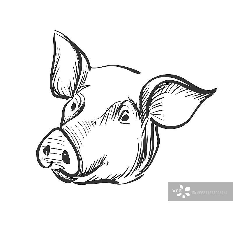 小猪涂鸦图片素材