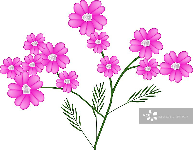 粉色蓍草花图片素材