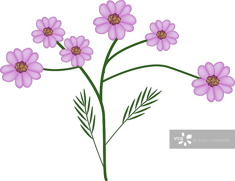 紫色蓍草花或欧洲蓍草图片素材