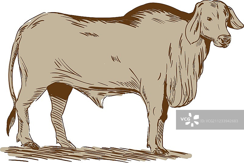 婆罗门公牛绘画图片素材