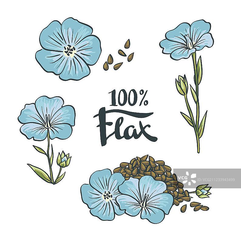 亚麻籽和亚麻花图片素材