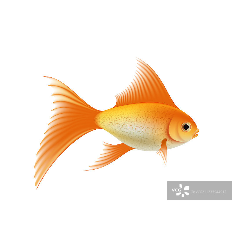 金色水族箱鱼图片素材