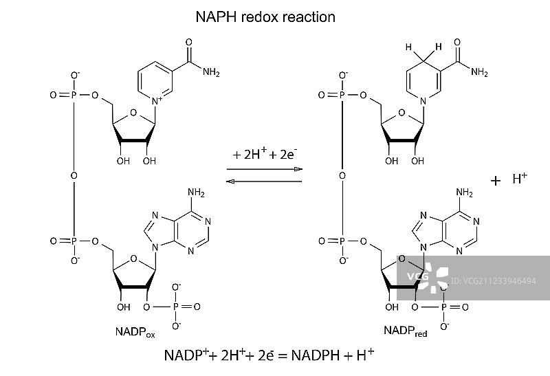 NADP氧化还原反应图片素材