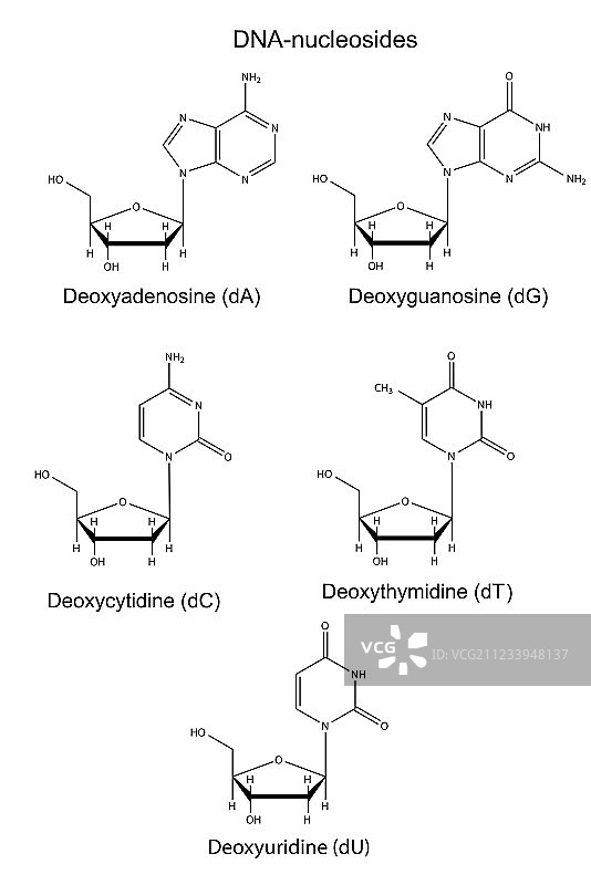 DNA核苷的结构化学式图片素材