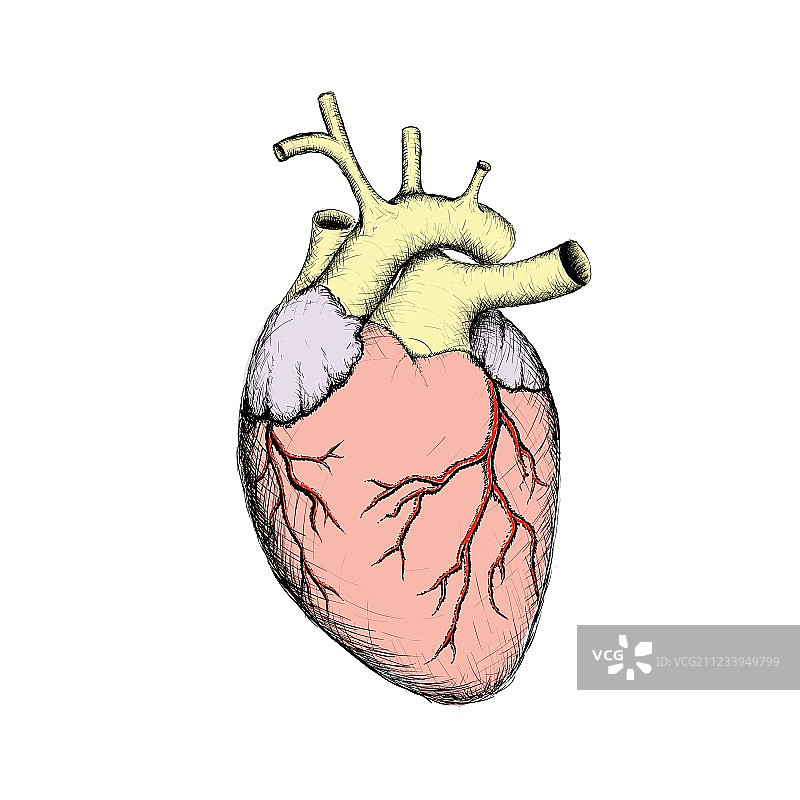 心脏素材图片素材